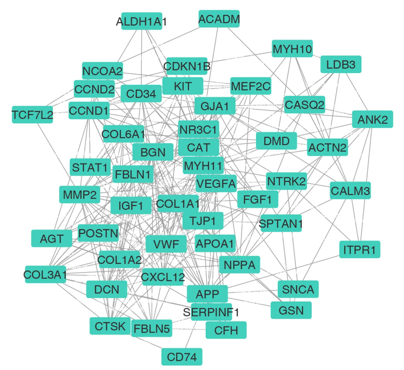 Protein-protein interaction network showing CCND1 and other hub genes in idiopathic dilated cardiomyopathy