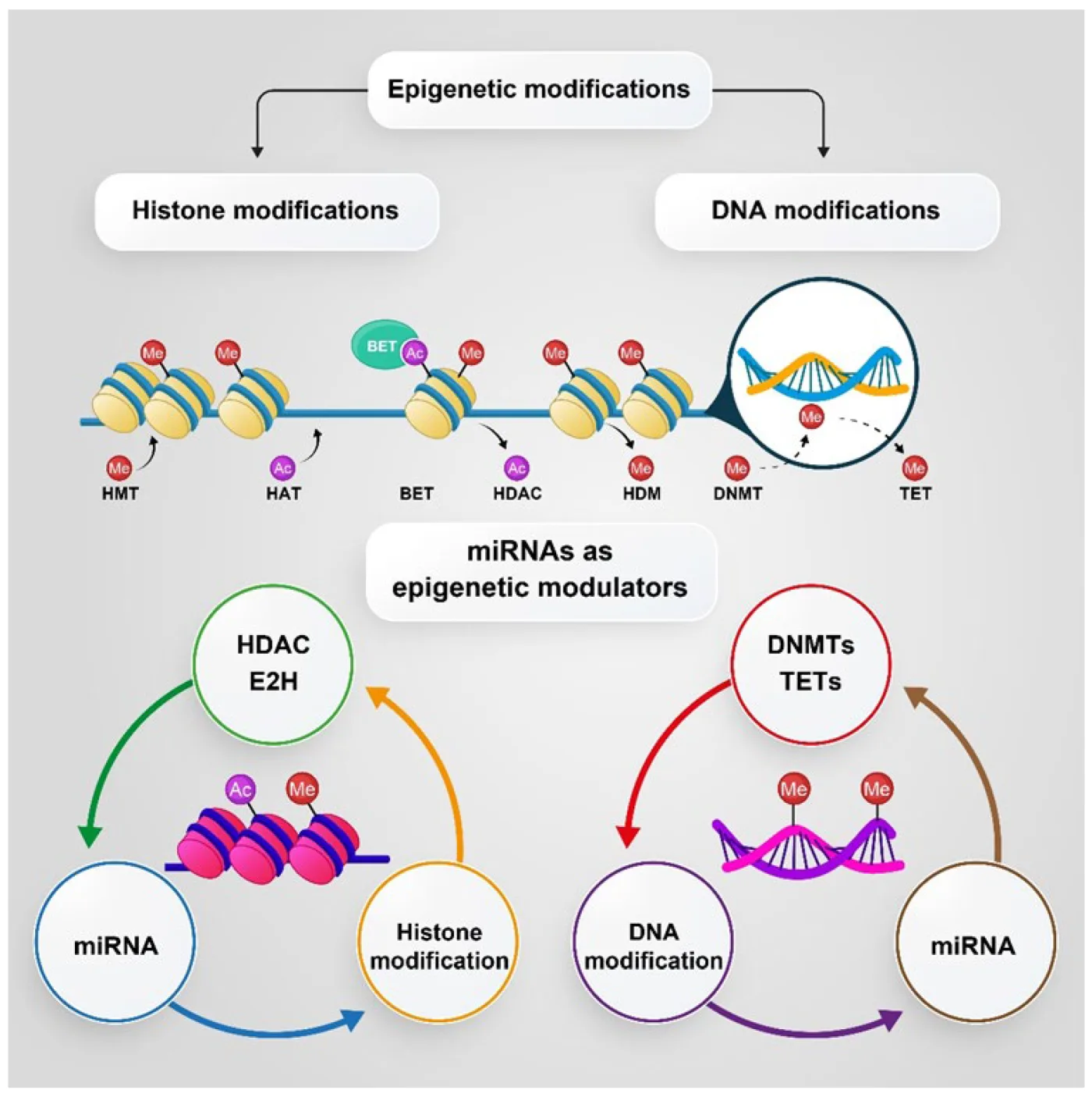 Diagram of DNA and histone modifications and microRNAs as epigenetic modulators